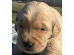 Golden Retriever Puppy for sale in Fayetteville, AR, USA