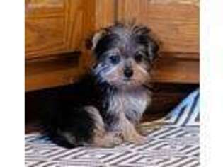 Mutt Puppy for sale in Glenwood, MO, USA