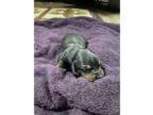 Dachshund Puppy for sale in Baton Rouge, LA, USA