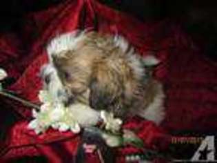 Mutt Puppy for sale in BETHPAGE, TN, USA