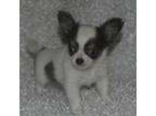 Chihuahua Puppy for sale in Georgetown, TX, USA