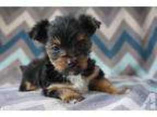Yorkshire Terrier Puppy for sale in MOUNT JULIET, TN, USA