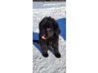 Newfoundland Puppy for sale in Troy, ME, USA