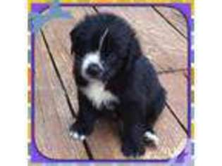 Newfoundland Puppy for sale in MONROE, CT, USA