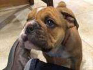 Bulldog Puppy for sale in PORTLAND, IN, USA