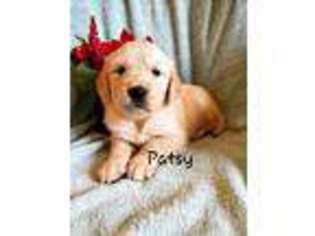 Golden Retriever Puppy for sale in Colby, WI, USA