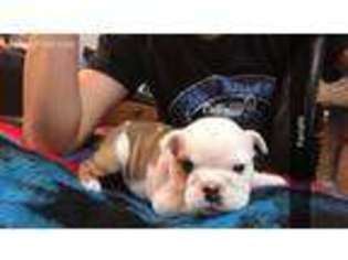 Bulldog Puppy for sale in Newkirk, OK, USA