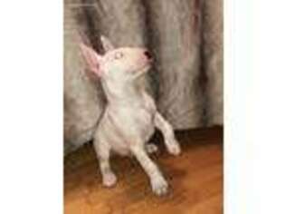 Bull Terrier Puppy for sale in Jacksonville, NC, USA
