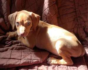 Rhodesian Ridgeback Puppy for sale in EL CAJON, CA, USA
