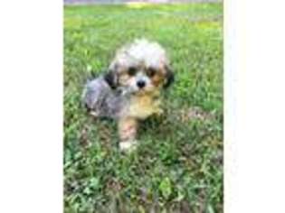Mal-Shi Puppy for sale in Rochester, NY, USA