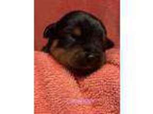 Rottweiler Puppy for sale in Fayetteville, PA, USA