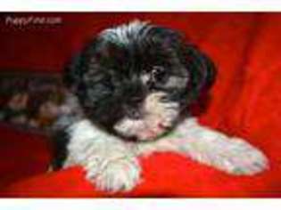 Mi-Ki Puppy for sale in Fairfax, MO, USA