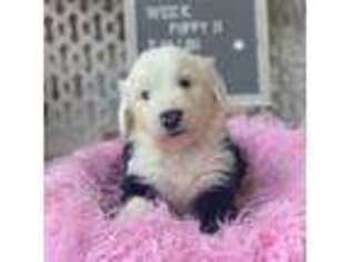 Old English Sheepdog Puppy for sale in Rockvale, TN, USA