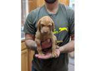 Vizsla Puppy for sale in Saint Helens, OR, USA