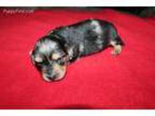 Dachshund Puppy for sale in Dimock, SD, USA