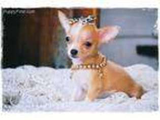 Chihuahua Puppy for sale in Vandalia, MO, USA