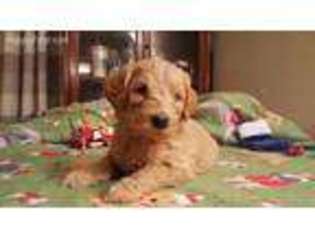 Labradoodle Puppy for sale in Chagrin Falls, OH, USA