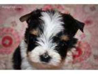 Biewer Terrier Puppy for sale in Cookeville, TN, USA