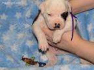 American Bulldog Puppy for sale in Wesson, MS, USA