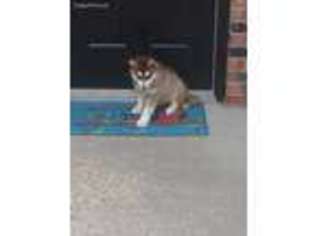 Alaskan Malamute Puppy for sale in Indianapolis, IN, USA