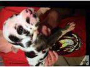 Great Dane Puppy for sale in CINCINNATI, OH, USA