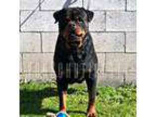 Rottweiler Puppy for sale in Pomona, CA, USA