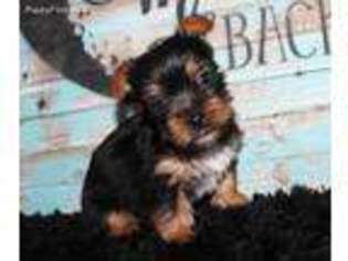 Yorkshire Terrier Puppy for sale in Koshkonong, MO, USA