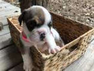Bulldog Puppy for sale in Winnsboro, TX, USA