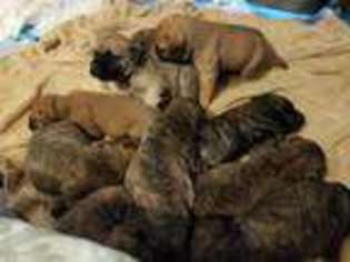 Bullmastiff Puppy for sale in Gresham, OR, USA