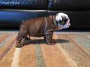 Bulldog Puppy for sale in Oliver Springs, TN, USA