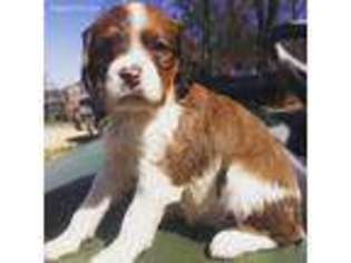 Brittany Puppy for sale in Hanceville, AL, USA