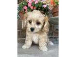 Cavachon Puppy for sale in Wichita, KS, USA