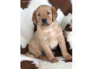 Labradoodle Puppy for sale in Henrietta, TX, USA