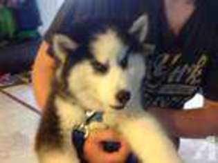 Siberian Husky Puppy for sale in BRUNSWICK, MD, USA
