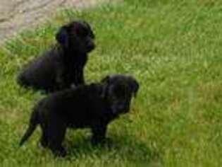 Labrador Retriever Puppy for sale in Indianapolis, IN, USA