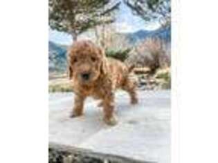 Goldendoodle Puppy for sale in Oakley, ID, USA