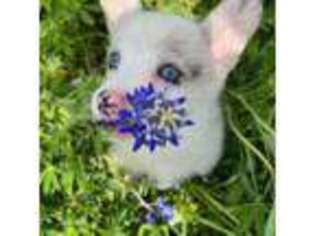 Pembroke Welsh Corgi Puppy for sale in Denison, TX, USA