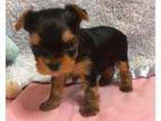 Yorkshire Terrier Puppy for sale in Auburn, ME, USA
