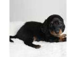 Dachshund Puppy for sale in Philadelphia, PA, USA