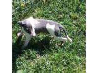 Italian Greyhound Puppy for sale in Wood River, NE, USA
