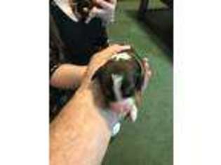 Bernese Mountain Dog Puppy for sale in Russellville, AR, USA