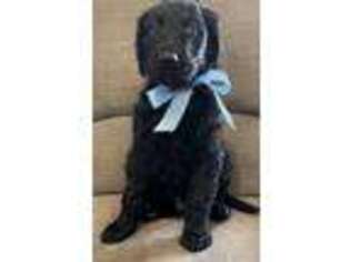 Goldendoodle Puppy for sale in Colmesneil, TX, USA