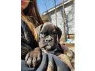 Boxer Puppy for sale in Fulton, IL, USA