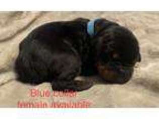 Doberman Pinscher Puppy for sale in Athens, AL, USA