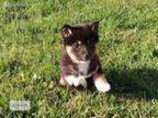 Shiba Inu Puppy for sale in Leola, PA, USA