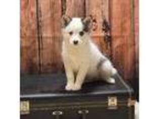 Mutt Puppy for sale in Corydon, IA, USA