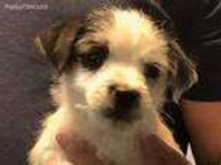 Jack Russell Terrier Puppy for sale in Greeley, CO, USA