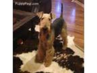 Medium Photo #1 Airedale Terrier Puppy For Sale in Duncan, OK, USA