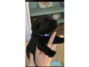 Labrador Retriever Puppy for sale in Yulee, FL, USA