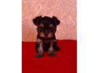 Yorkshire Terrier Puppy for sale in Garden City, KS, USA